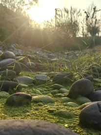 鹅卵石苔藓草地