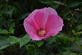 芙蓉葵 