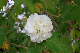 白色木芙蓉