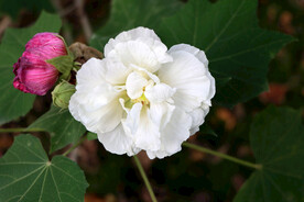 白色木芙蓉