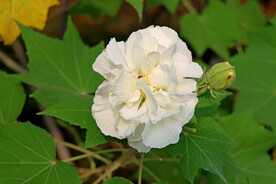 白色木芙蓉