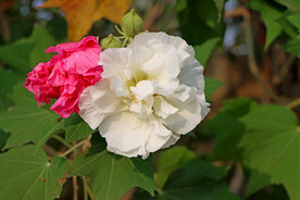白色木芙蓉花