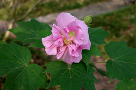粉色木芙蓉