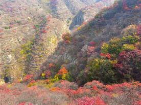 青州天赐山红叶