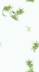 竹子小鸟