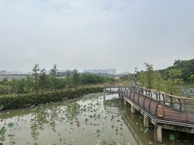 立新湖公园荷塘