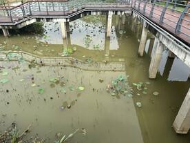 立新湖公园荷塘