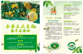 水果 柚子宣传单