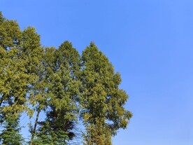 蓝天绿树