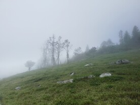高山草地
