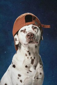 班点狗