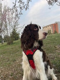 史宾格犬