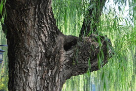 柳树风景