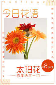 今日花语