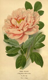 手绘花朵           