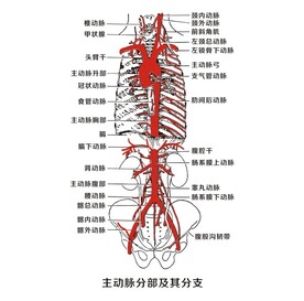 主动脉分部及其分支
