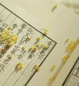 书本上的花