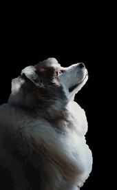 狼