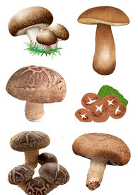香菇花菇插图菌类元素大合集