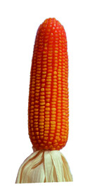玉米棒