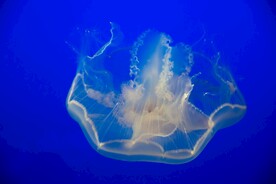 水母