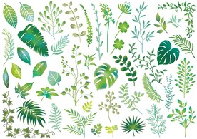 植物叶子