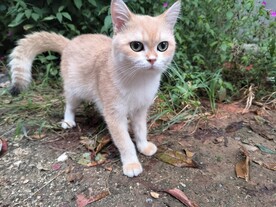 金渐层猫咪