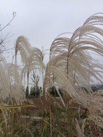 随风飘舞的芦苇