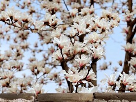花树