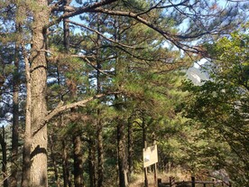 黄山松