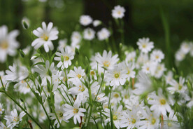 小雏菊