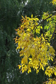 白蜡树