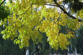 白蜡树