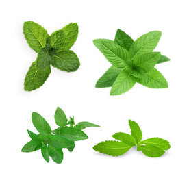 薄荷
