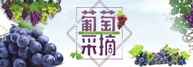 葡萄采摘
