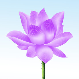 手绘荷花 