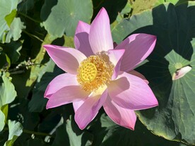 荷花1