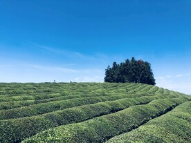 茶海