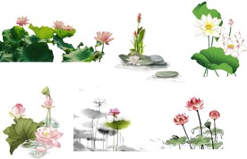免抠荷花