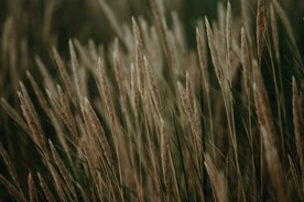 尾巴草