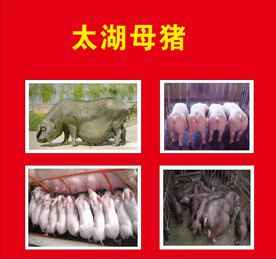 太湖母猪