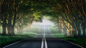 林中大道