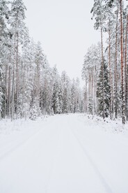 林中雪道