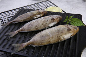 鲜泥猛鱼素材