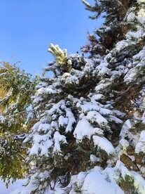 冬天的雪景