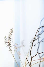 北美独行菜