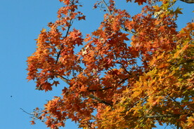 金秋枫叶 