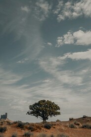 孤树风景