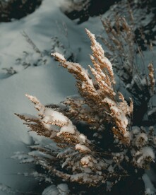 白雪覆盖的野草