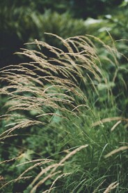 尾巴草